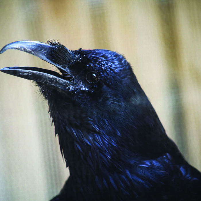 explore/galleries-attractions/ralph-perkins-ii-wildlife-center-woods-garden/wildlife/common-raven