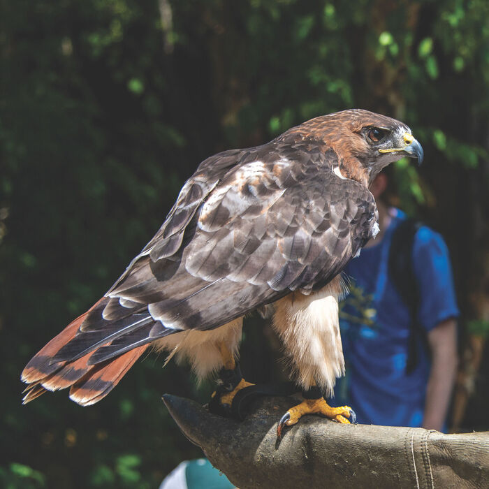 explore/galleries-attractions/ralph-perkins-ii-wildlife-center-woods-garden/wildlife/red-tailed-hawk