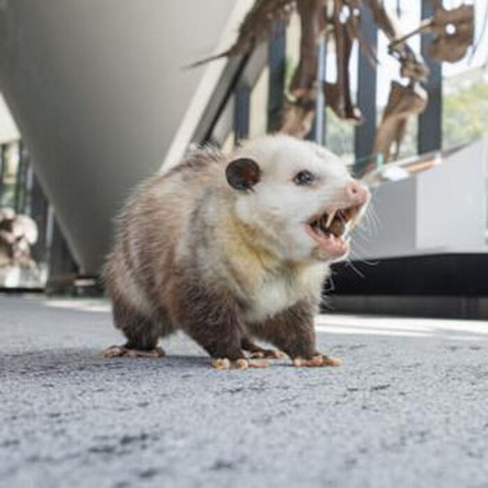 explore/galleries-attractions/ralph-perkins-ii-wildlife-center-woods-garden/wildlife/virginia-opossum