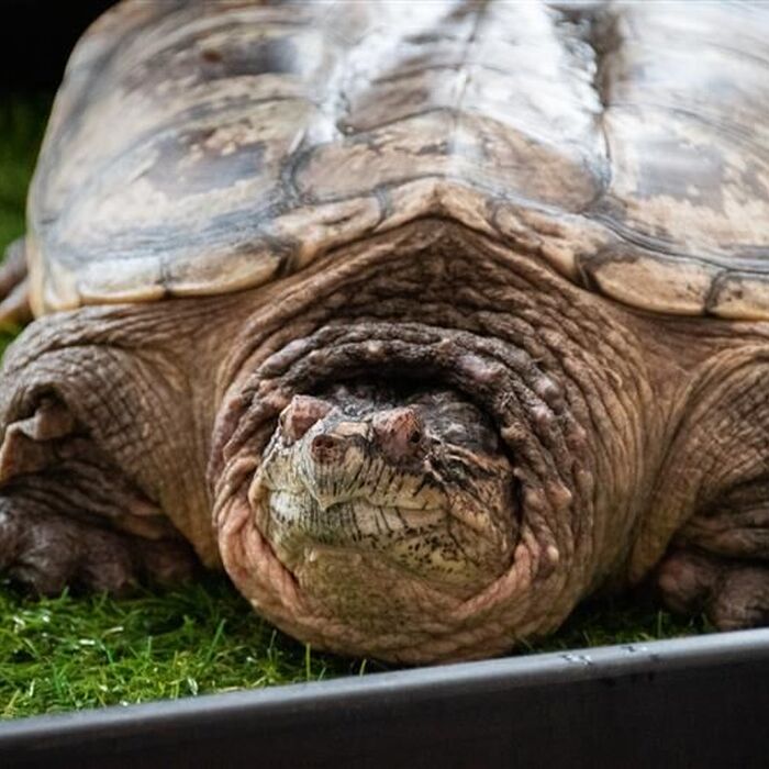 explore/galleries-attractions/ralph-perkins-ii-wildlife-center-woods-garden/wildlife/reptiles