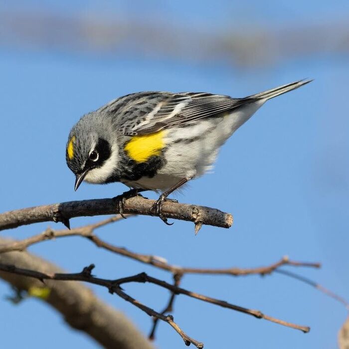 explore/public-programs/birds-and-birding-at-the-museum
