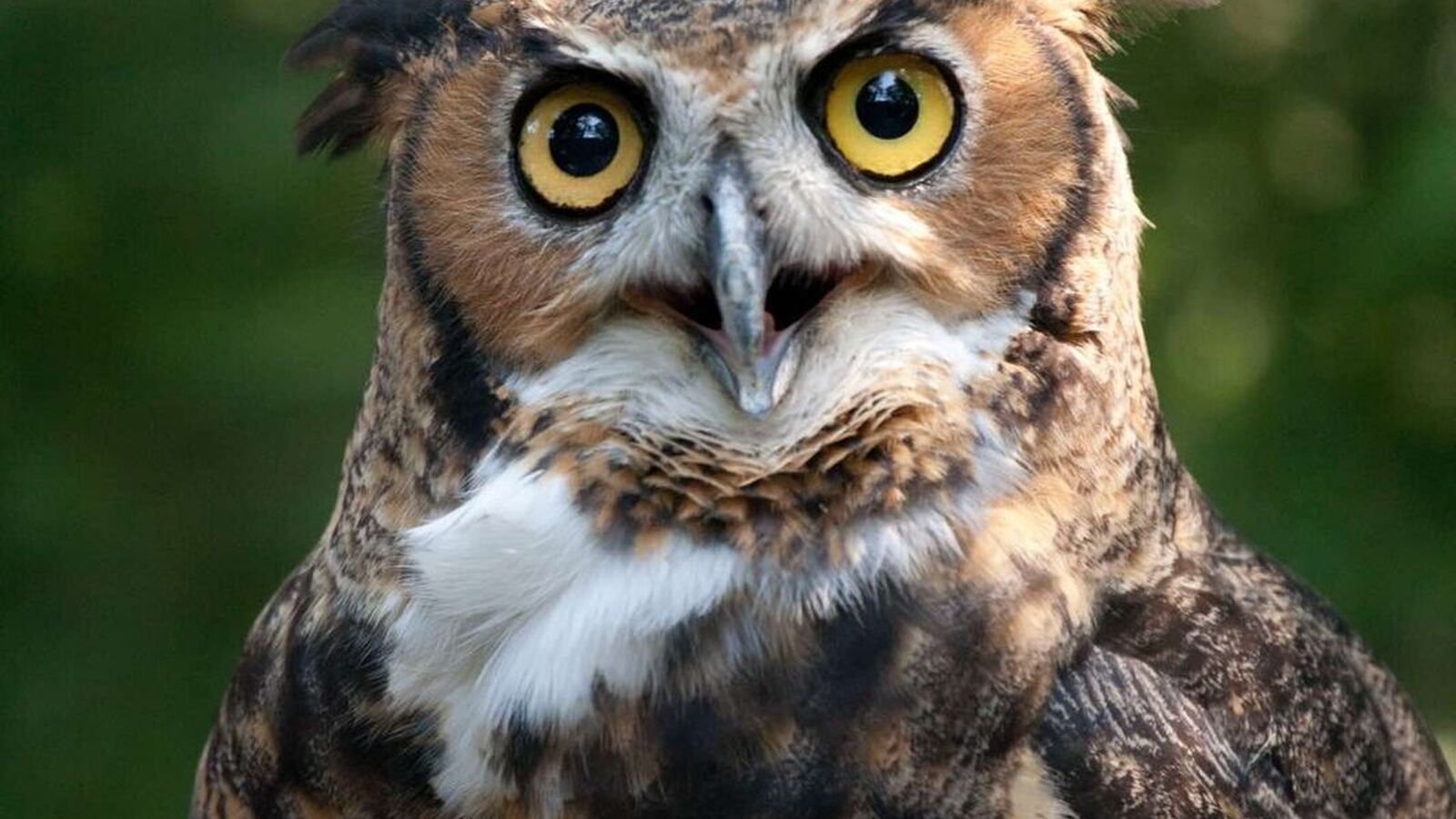 Hoots & Howls | Cleveland Museum of Natural History