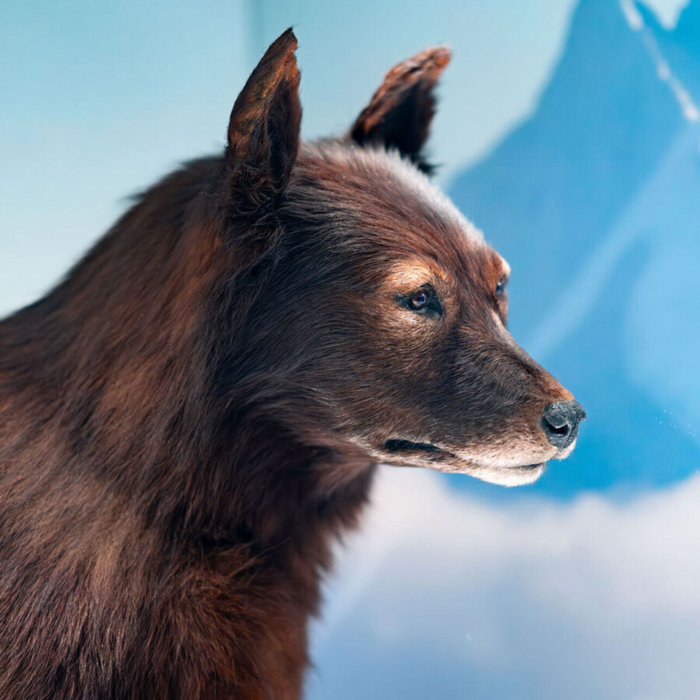 balto